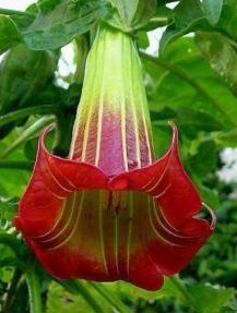(image for) Angels Trumpet \'Red Sanguinea\' (5 Seeds)